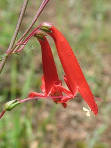 Penstemon spp.